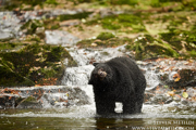 GREAT BEAR RAINFOREST - COASTAL BRITISH COLUMBIA